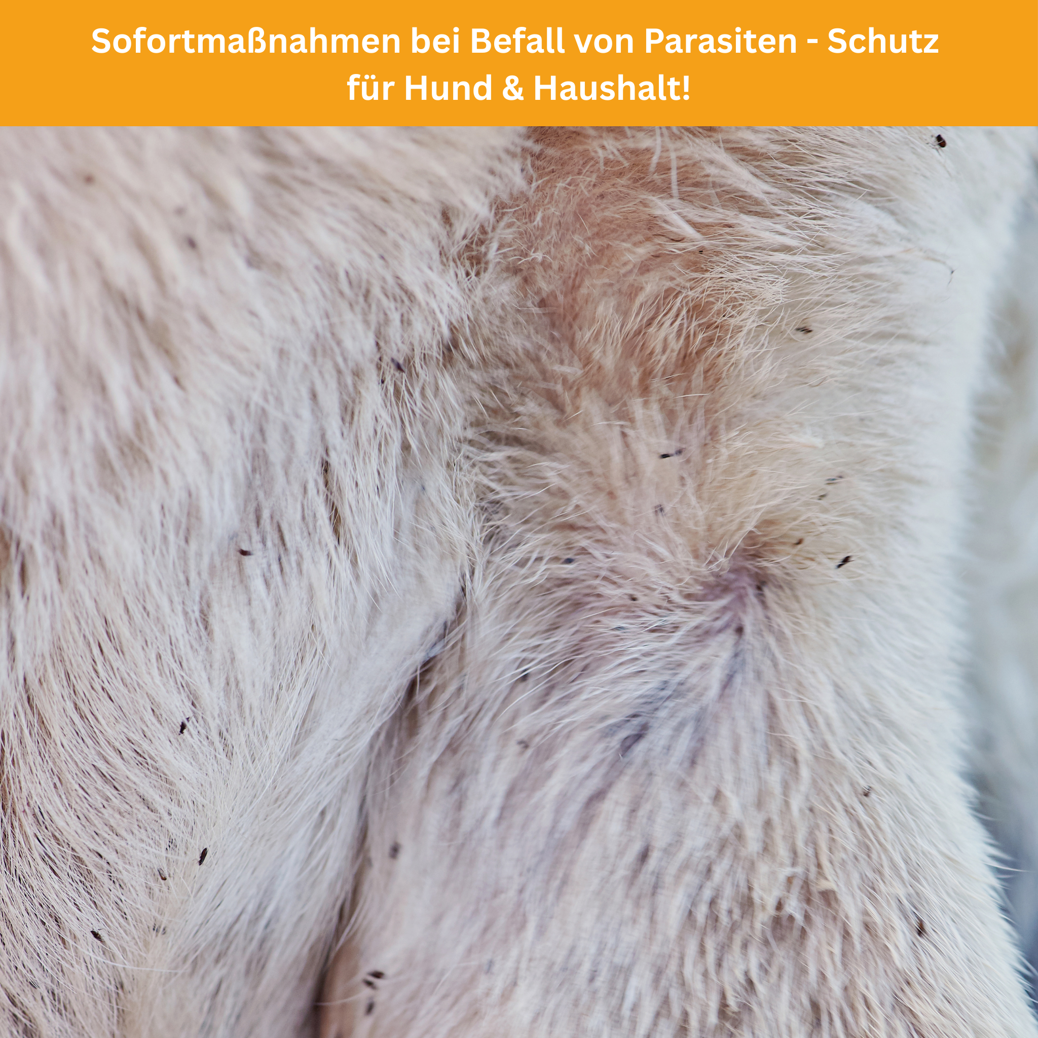 Keine Chance für Parasiten! Der ultimative Ratgeber für Hundehalter