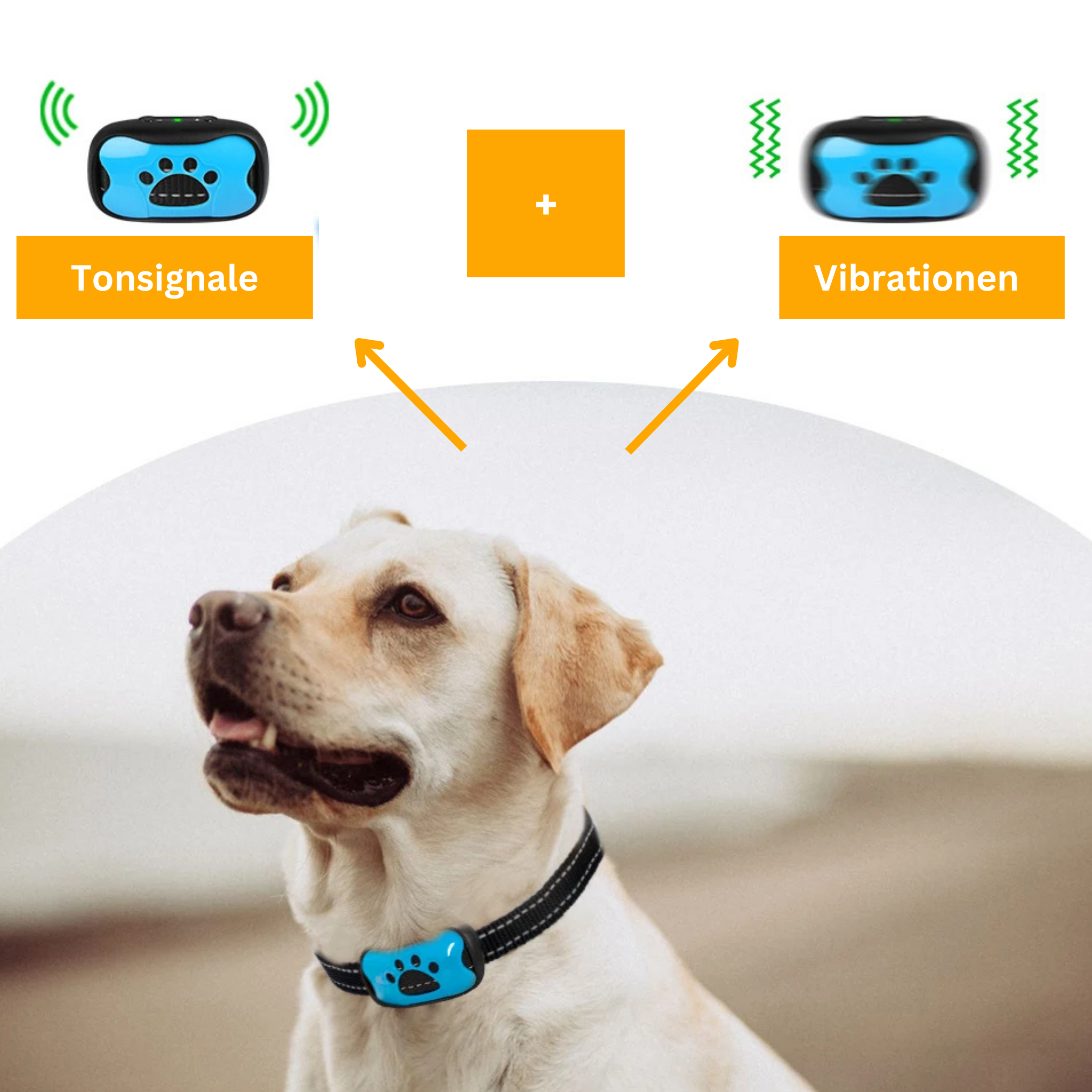 Barking in Moderation: Your Guide to a Calmer Dog