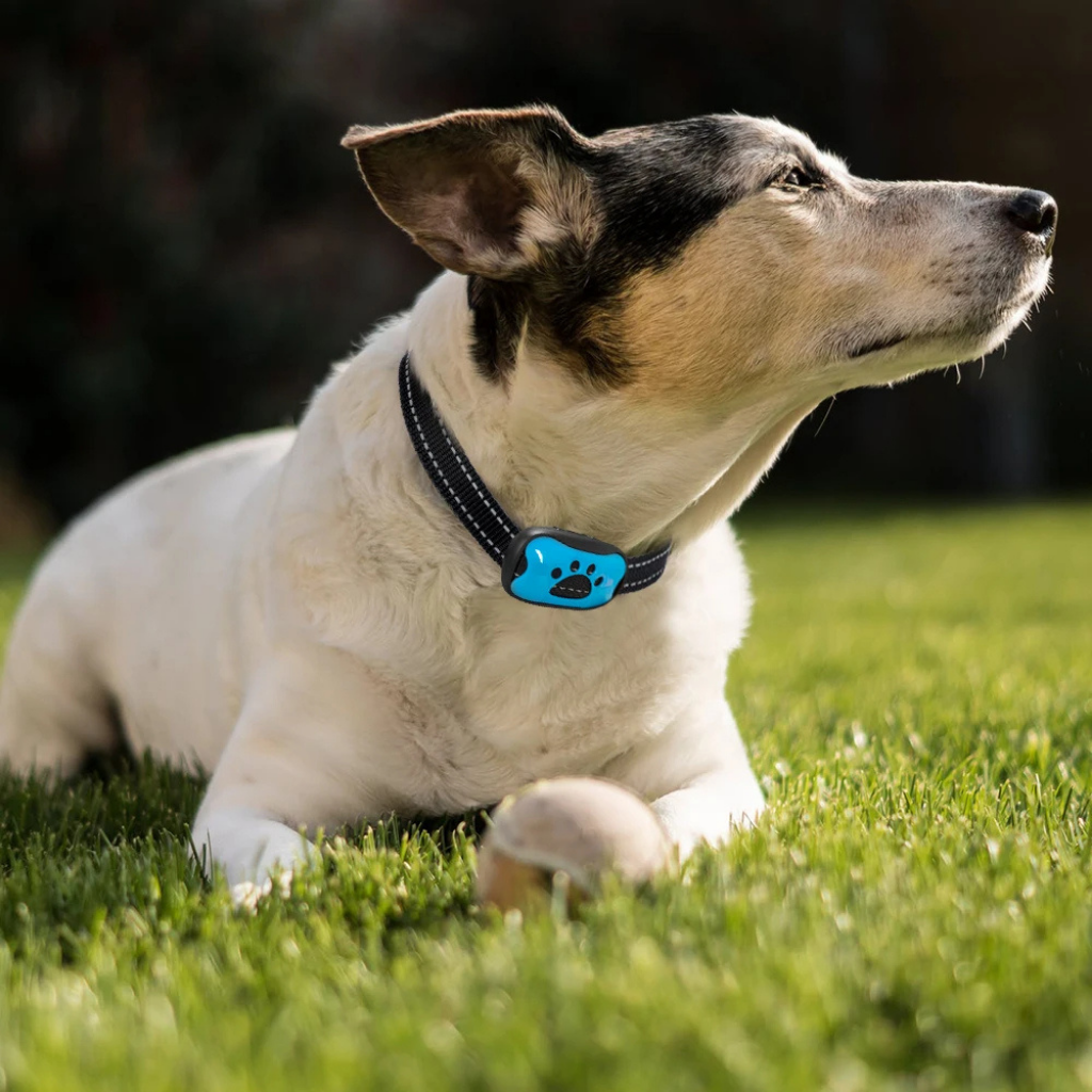 Pet-Friendly Anti-Bark Collar