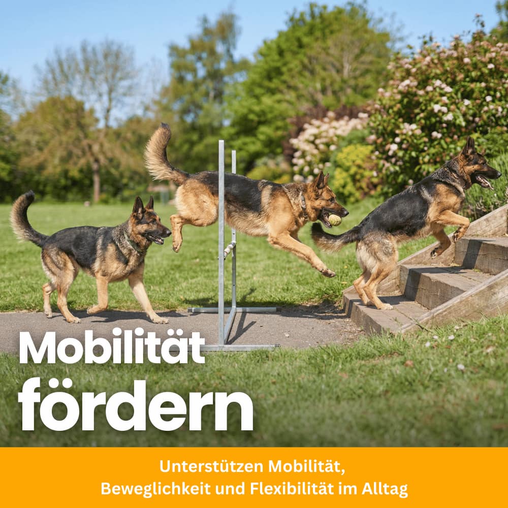 Joint Chews for Dogs with Glucosamine