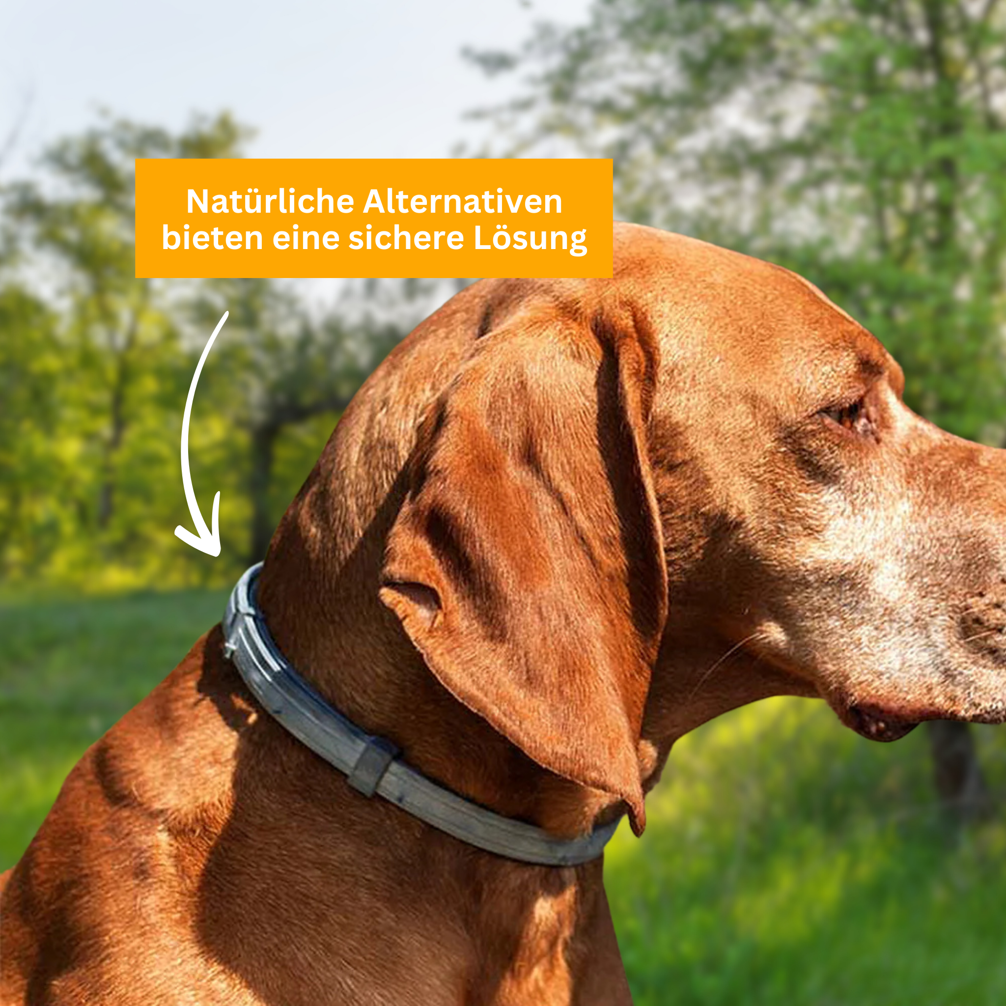 Flea and Tick Protection Collar for Dogs